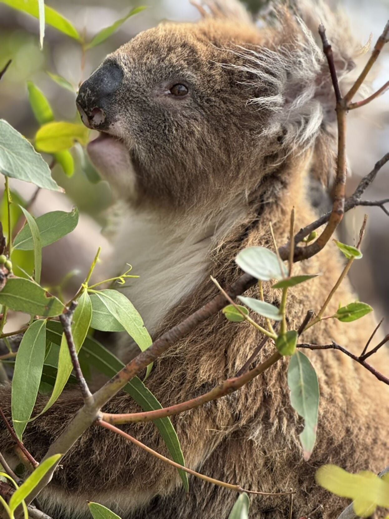 See koalas in their natural habitat on a tour with Australian Coastal Safaris in Eyre Peninsula.
