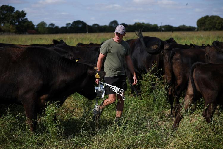 British farmer herds his Aberdeen Angus cows through a green pasture after using regenerative practices to resist drought conditions