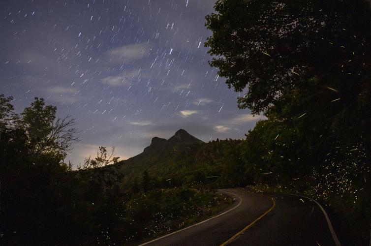Fireflies and night sky