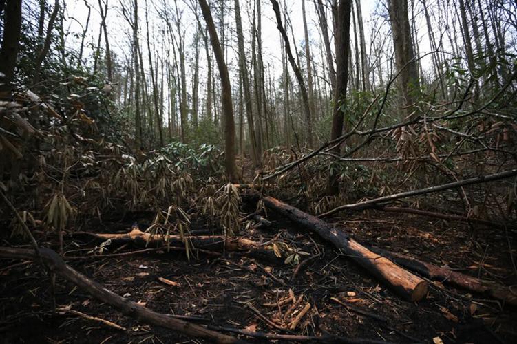 24 forests-p1.jpg