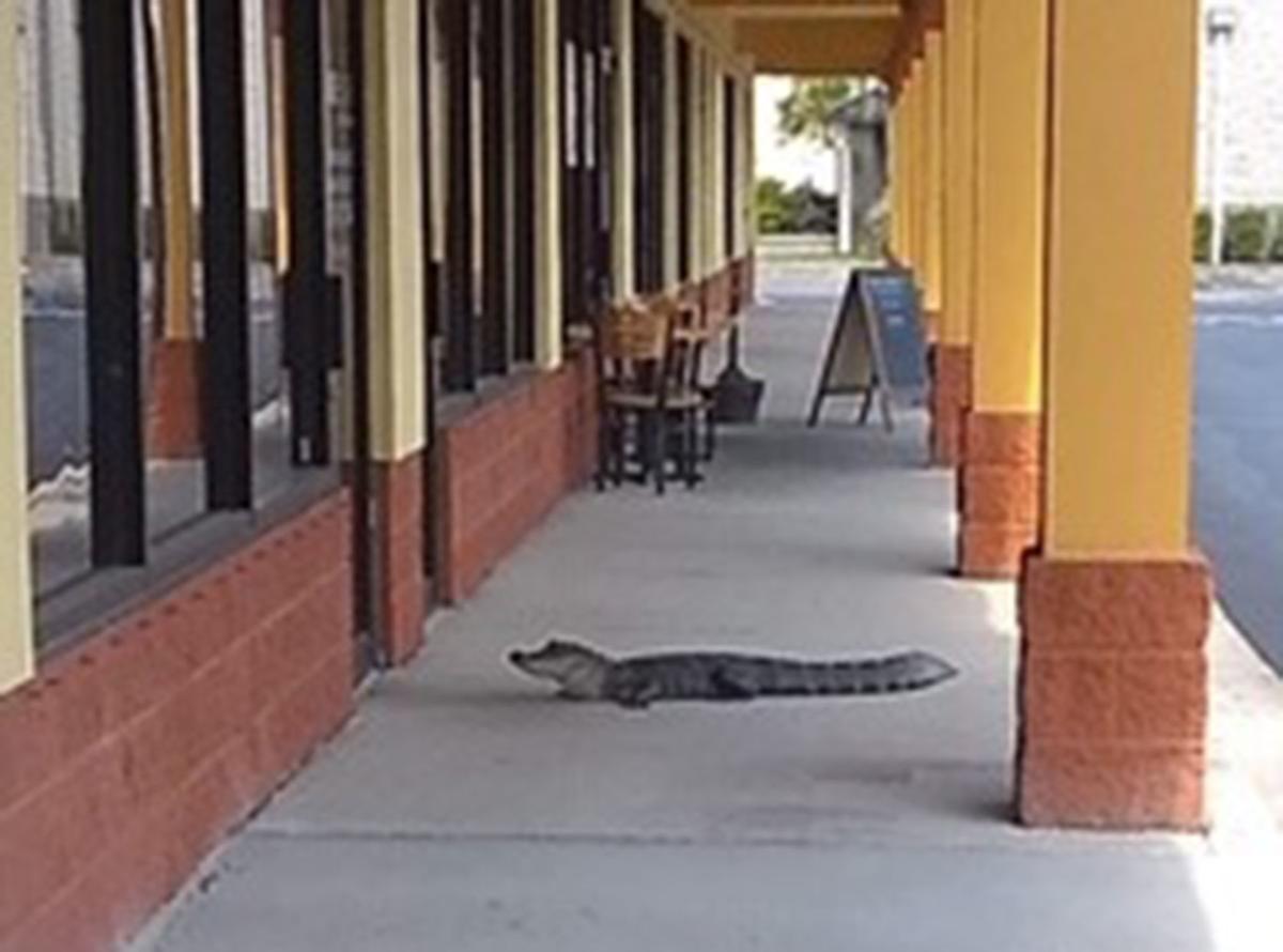 A small alligator visited a strip mall Tuesday in Port Richey before police safely herded it to a retention pond nearby.