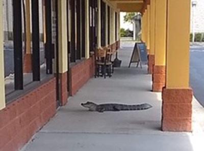 A small alligator visited a strip mall Tuesday in Port Richey before police safely herded it to a retention pond nearby.