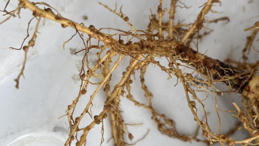 Addressing Nitrogen Deficiency Peanut Notes No. 168 2026