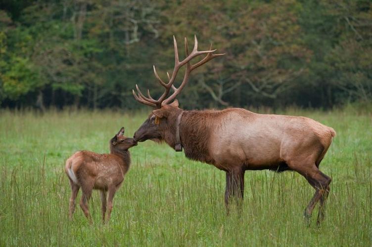 A bull elk nuzzles a young calf.