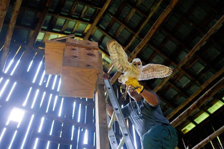 ncwrc-2026-06-02-barn-owl-banding-
