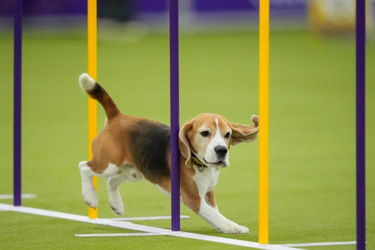 Westminster Dog Show