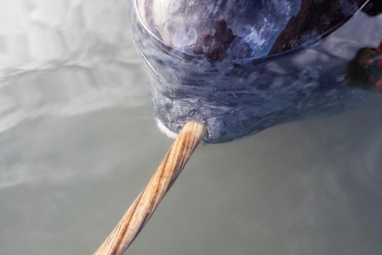 SCIENCE-NARWHALS/