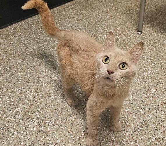 Laps and Naps for Cats 3.jpg