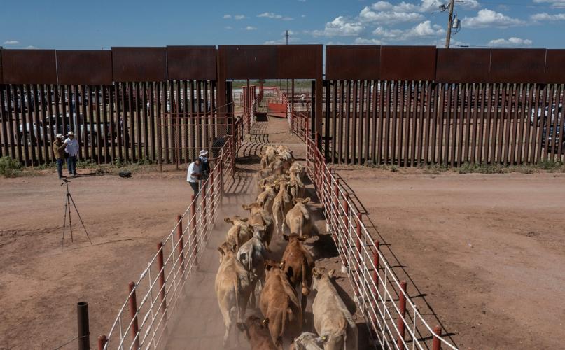The first group of cattle cross into Douglas, Ariz., from Agua Prieta, Sonora, on Aug. 24, 2026, as Mexico resumed cattle exports to the United States after a screwworm-related suspension. A total of 719 head of cattle crossed during the first day of expor