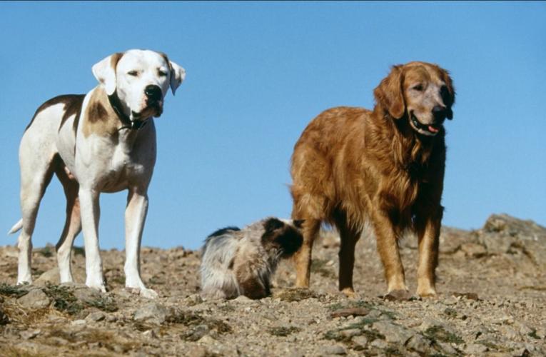 Homeward Bound: The Incredible Journey