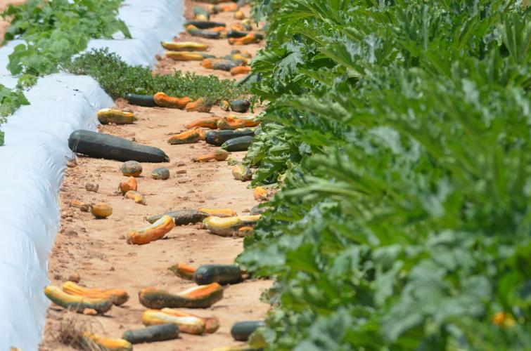 071024-srl-news-droughtfarming-p6