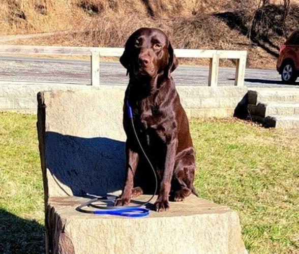 Cadaver dog searches for bodies of convicts from 1870s who built the railroad