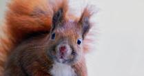 Scott Hollifield: And now, a public service announcement about meth-fueled attack squirrels