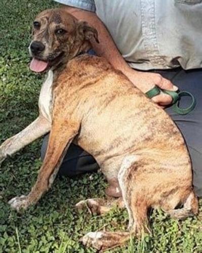 Search still underway for missing animals on Old Fort Mountain