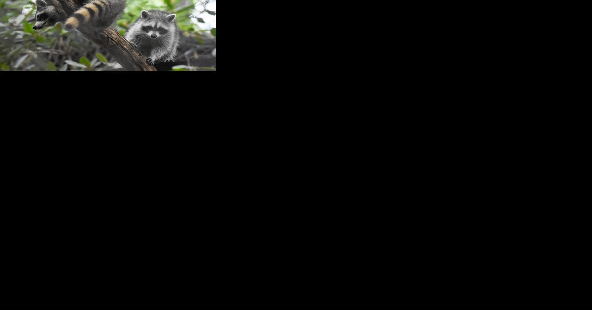 WNC Nature Center's Spring Babies Encounter First Winter - Vimarsana News