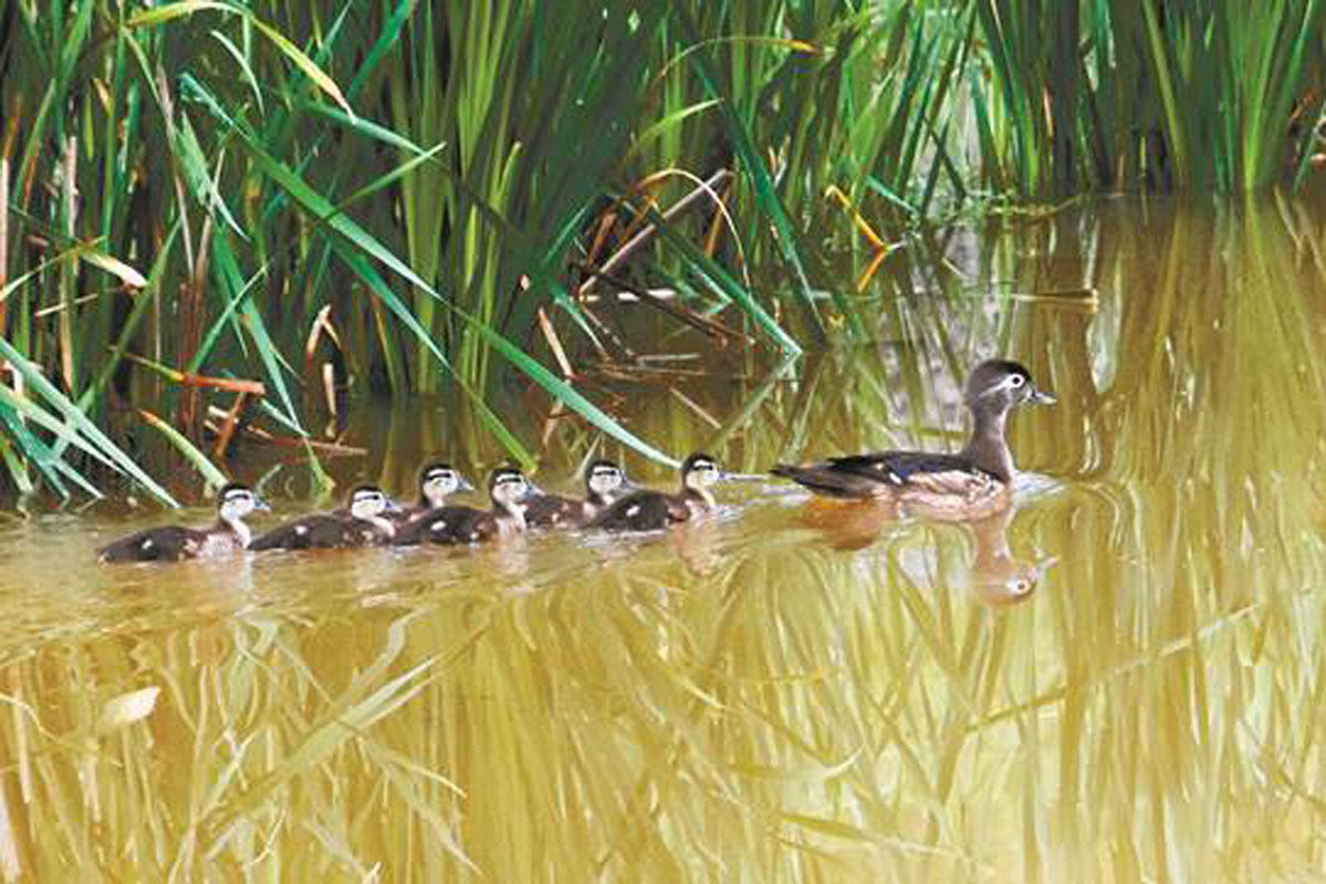 14 Bird Column Photo.jpg