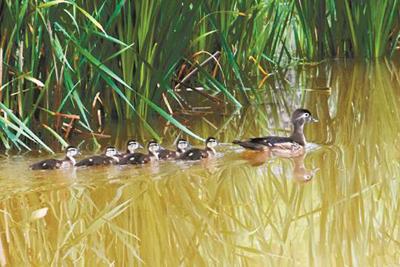 14 Bird Column Photo.jpg