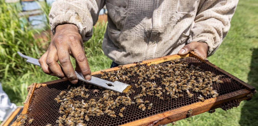 Honey Bees