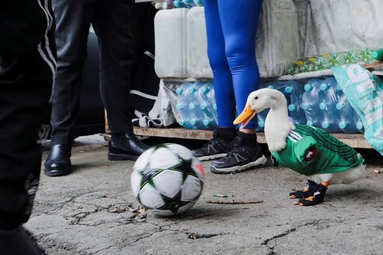 Merlin, the duck donning an 'El Tri' soccer jersey that turns heads across Mexico City