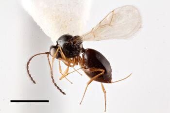 From Backyard Fruit to Breakthrough Findings: Extension Master Gardener Volunteers Advance Invasive Pest Research