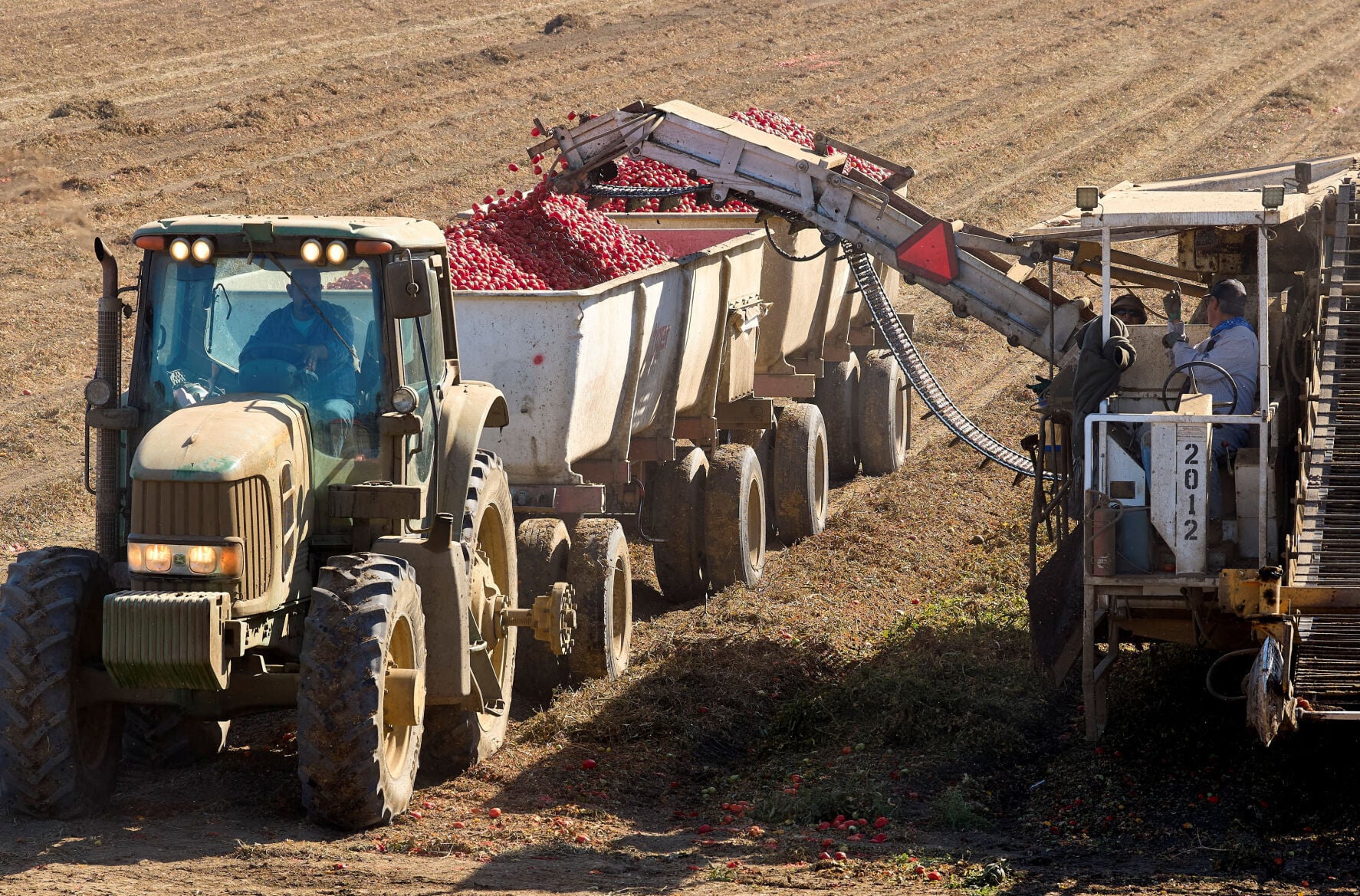 Farm workers harvest tomatoes near Davis