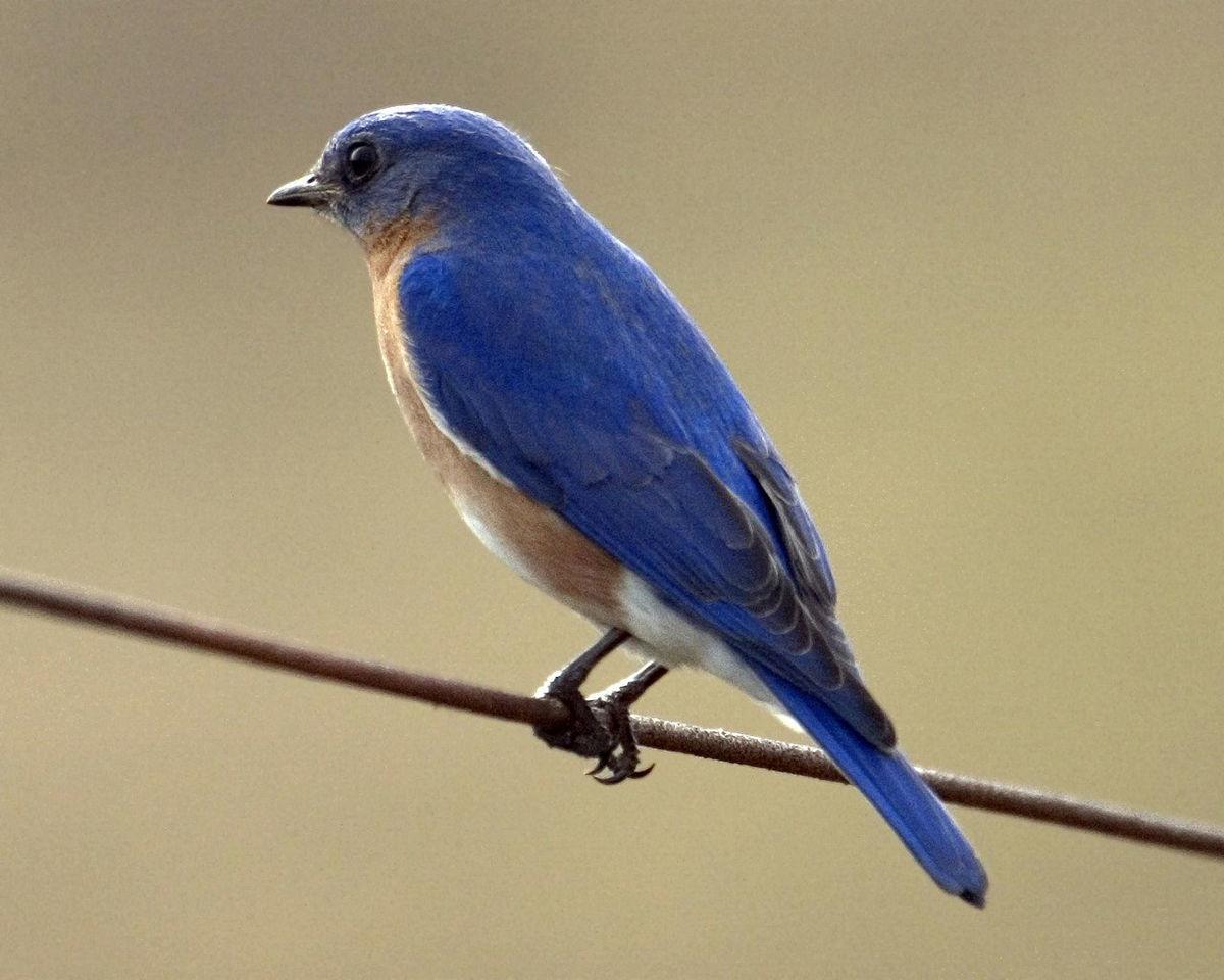 11 eastern-bluebird-1653275_1280.jpg