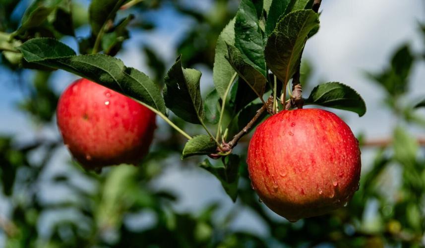 WNC Orchard Insect Pest Update - August 6, 2026