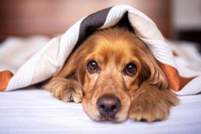 6 english-cocker-spaniel-5937757_1920.jpg