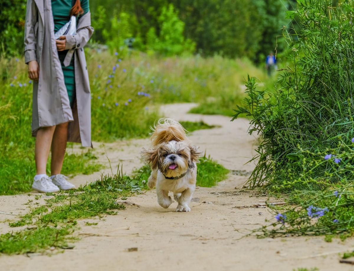 life-my-pet-world-dmt