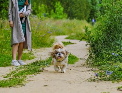 life-my-pet-world-dmt