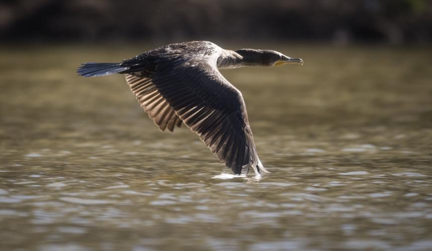 120624-hdr-opinion-dg-p1