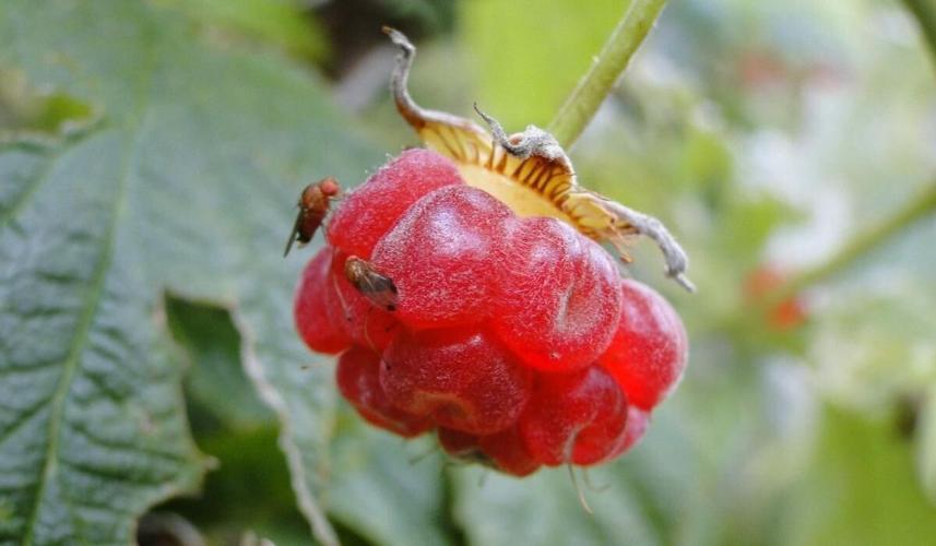 From Backyard Fruit to Breakthrough Findings: Extension Master Gardener Volunteers Advance Invasive Pest Research
