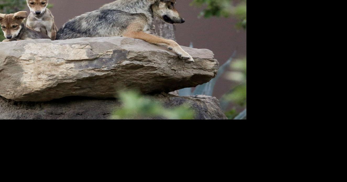 US border wall construction threatens endangered wolves, conservationists say