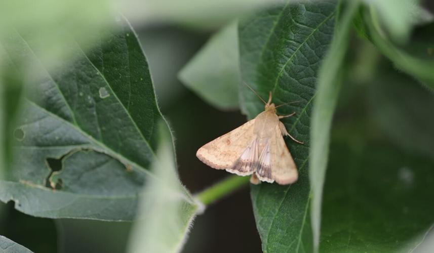 Corn Earworm Flight Is Underway- Watch Blooming Soybeans