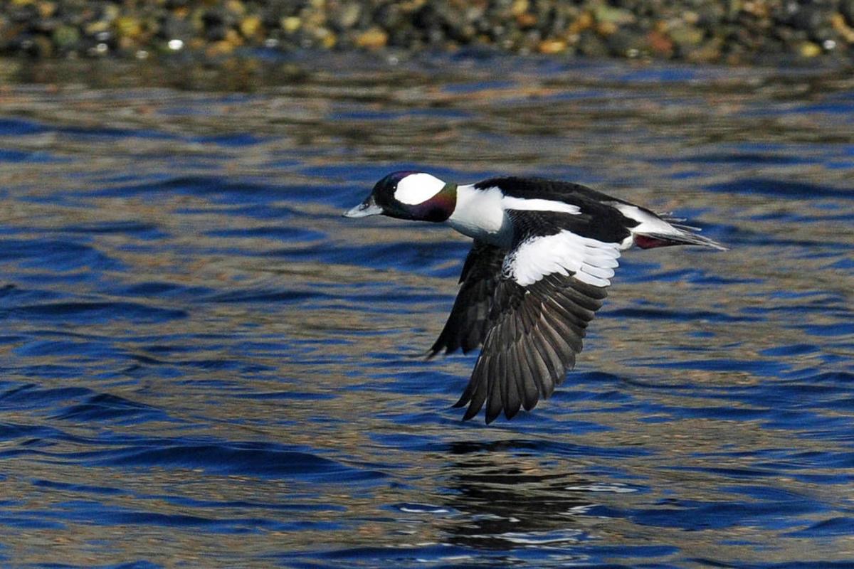 11 birds Bufflehead.jpg