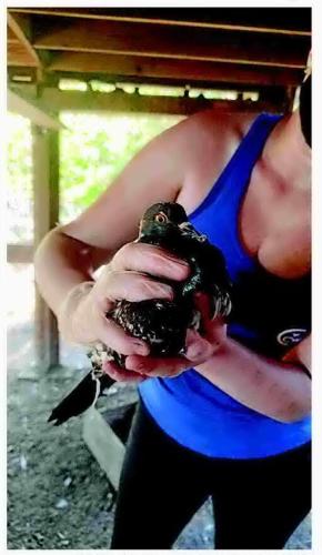 Birds and other animals rescued in Iredell County
