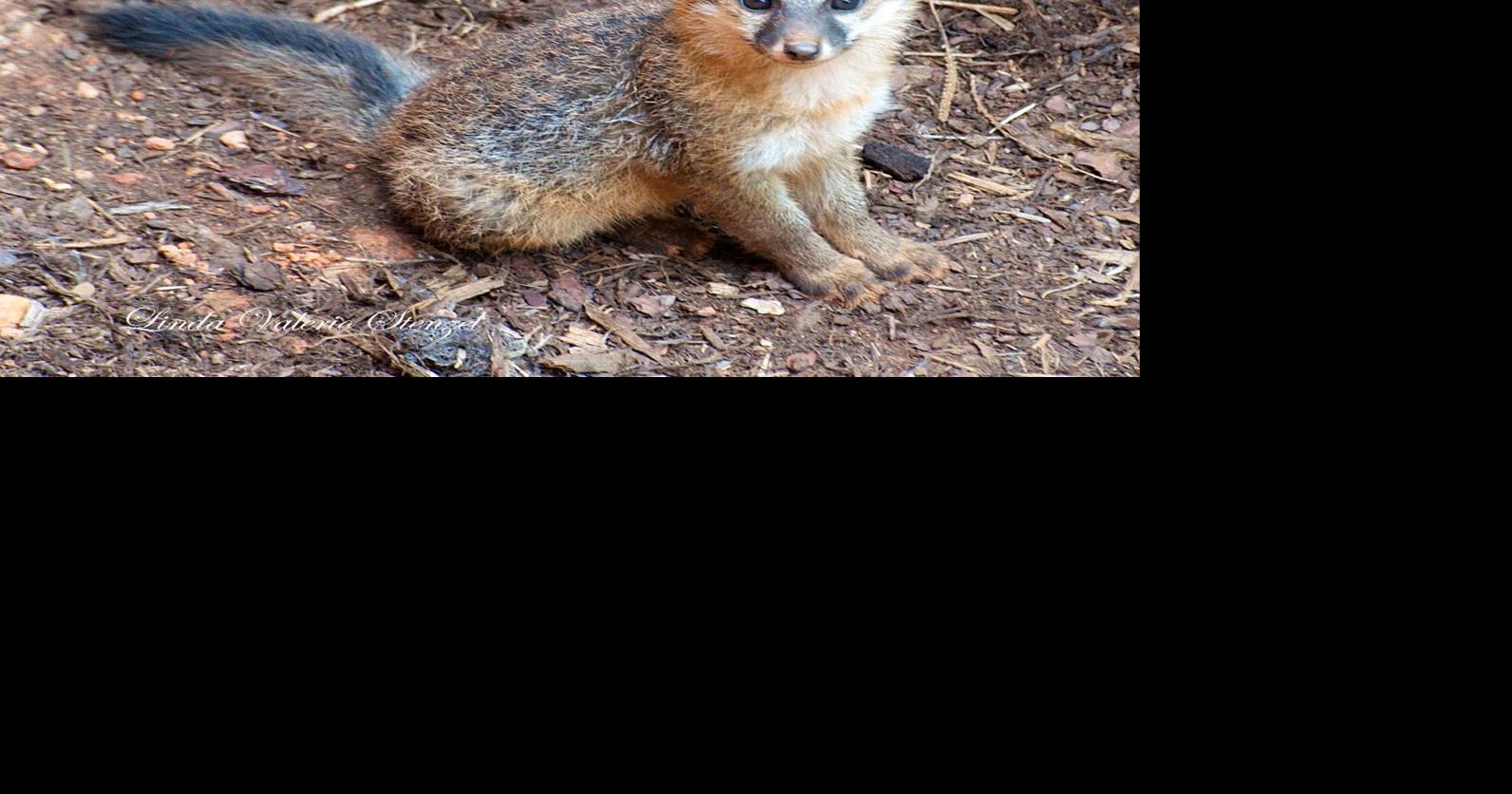 Fox kit-rearing season means more fox sightings during the day