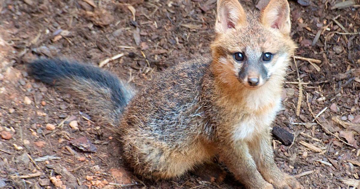 Fox kit-rearing season means more fox sightings during the day