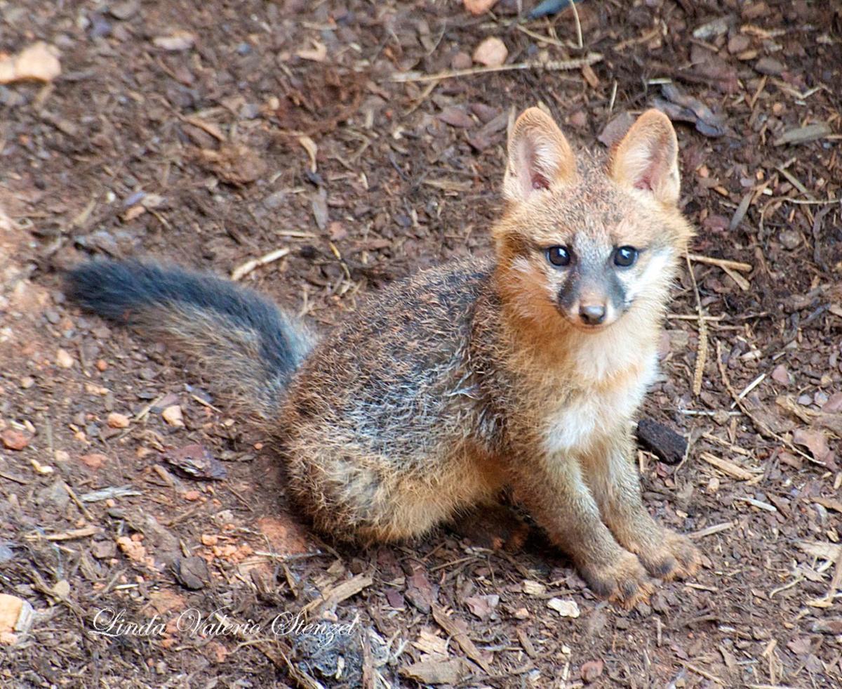 Fox kitrearing season means more fox sightings during the day