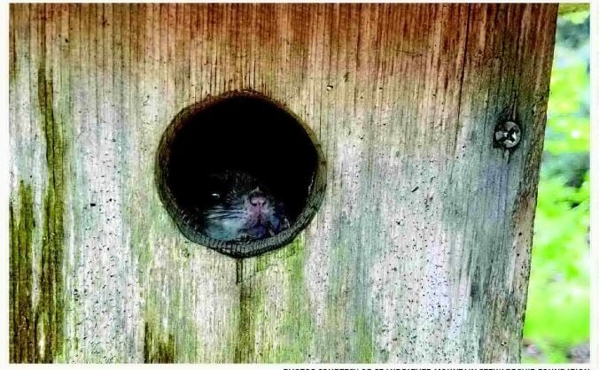 9 flying squirrels counted at Grandfather Mountain