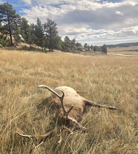 Bull elk: Musselshell