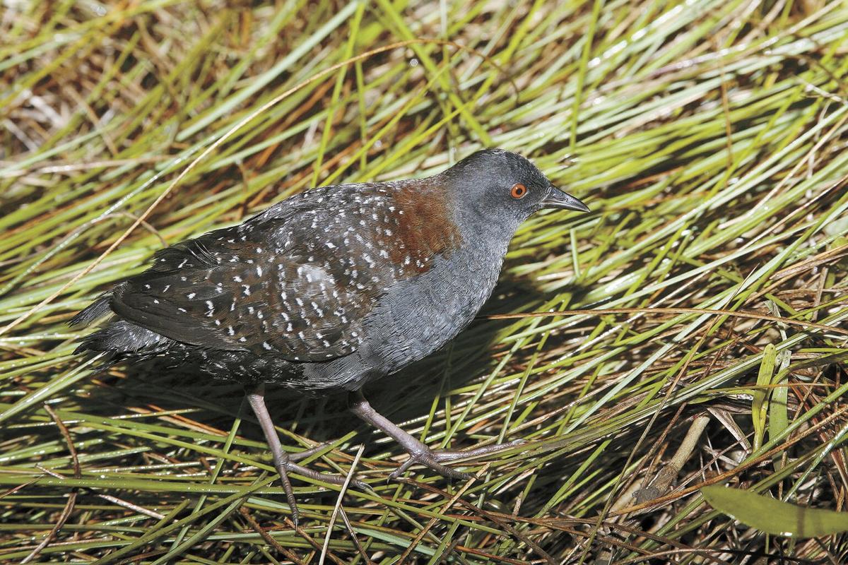 Black Rail, Laterallus jamaicensis
