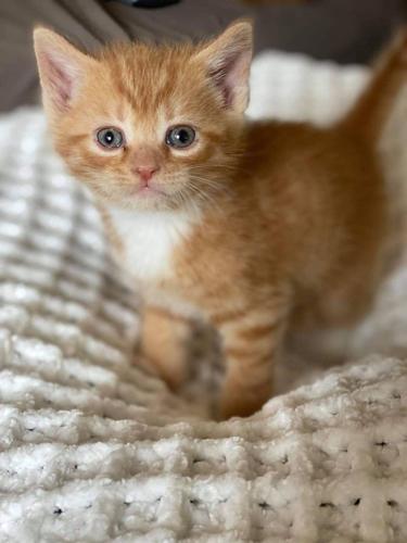 11 Pets Sherbert.jpg