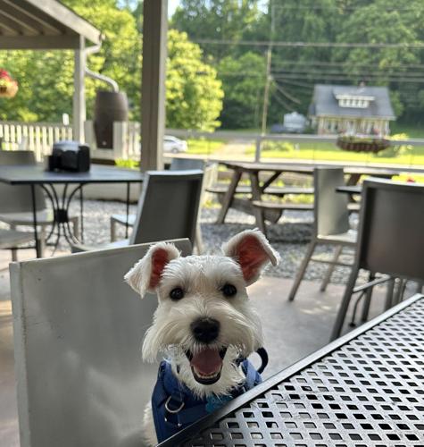 Adventures with Dandy Smokey Q's 1.jpg