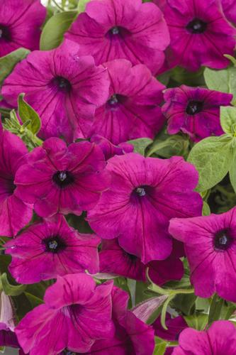 Supertunia Royal Magenta petunia could very well be the poster photo for Pantone’ s Color of the Year, Viva Magenta.