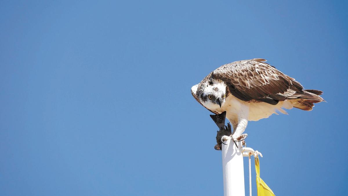 092921-mmn-nws-birds-p1.jpg