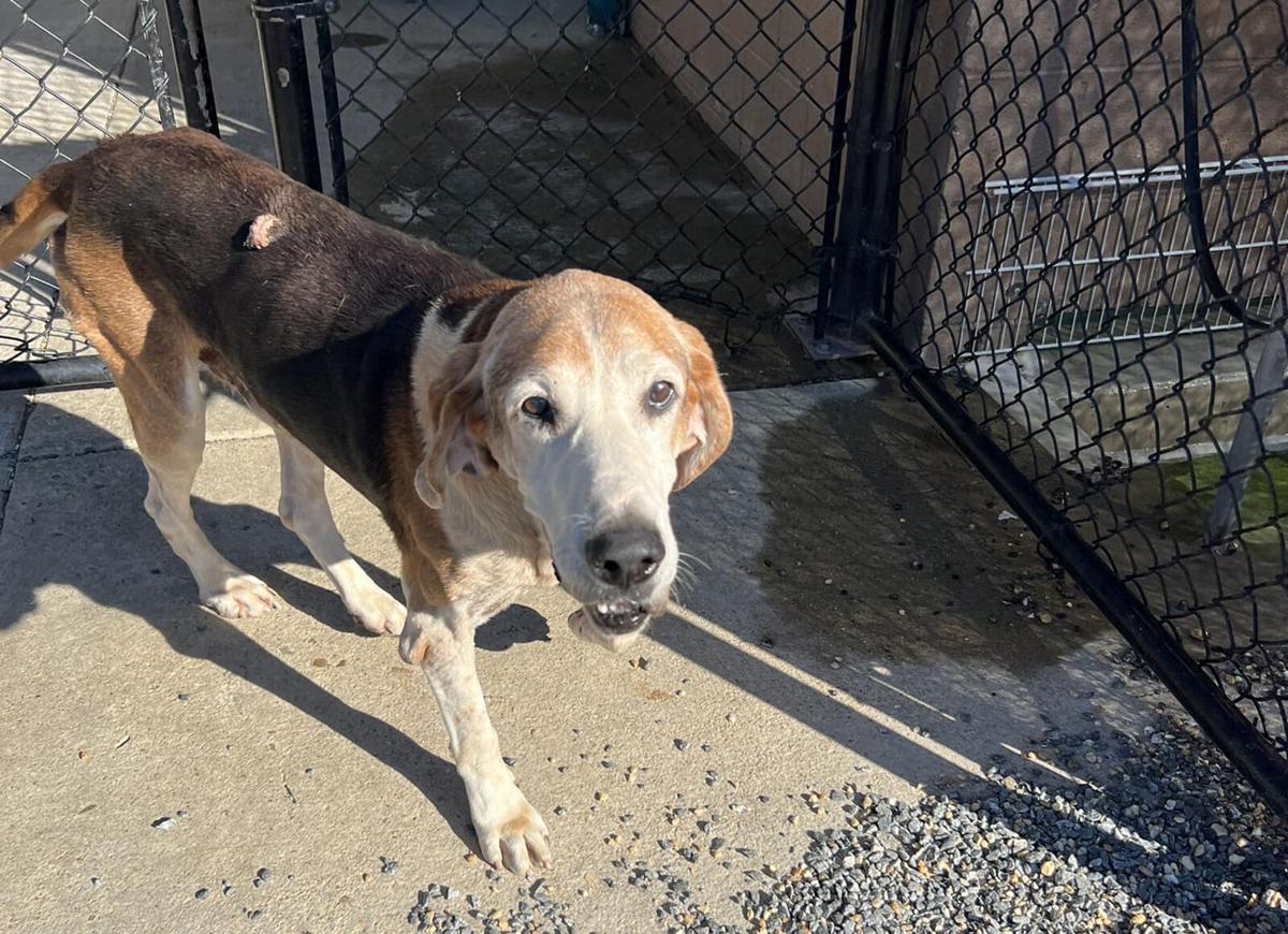 15 animal shelter-p1.jpg