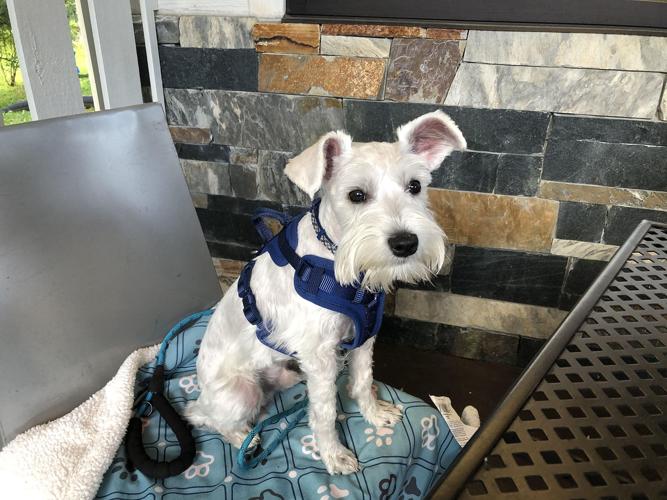 Adventures with Dandy Smokey Q's 8.jpg