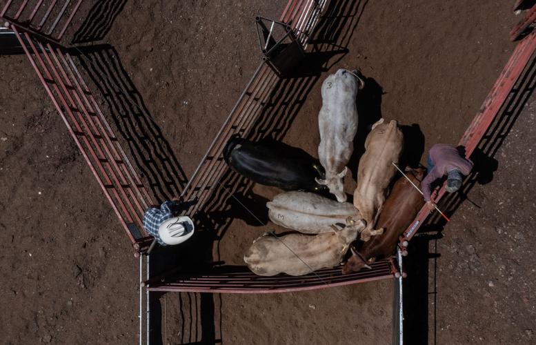 Cattle handlers move cattle toward Douglas, Ariz., from Agua Prieta, Sonora, on Aug. 24, 2026, as Mexico resumes cattle exports to the United States after a screwworm-related suspension. The reopening restored a key trade route for ranchers and livestock p