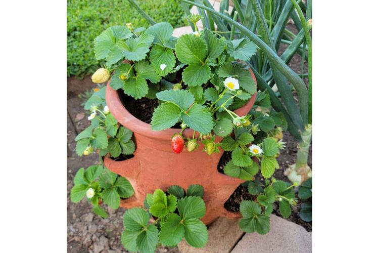 Gardening - Strawberry Pots